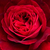 Czerwony  - Angielska róża - Leonard Dudley Braithwaite